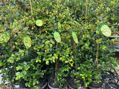 Lilly Pilly Resilience 200mm 10-Pack Bundle
