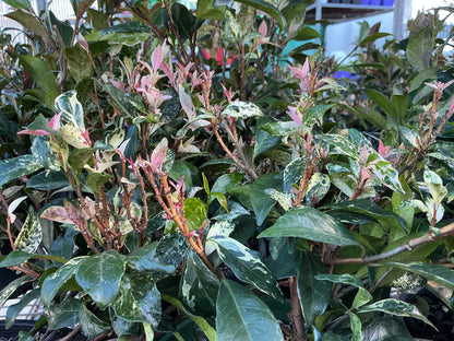 Tricolour Jasmine