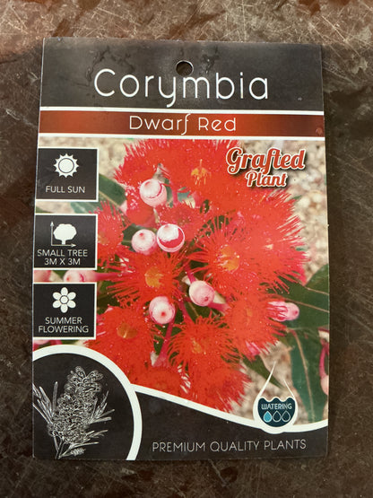 'Dwarf Red' Flowering Gum (Corymbia)