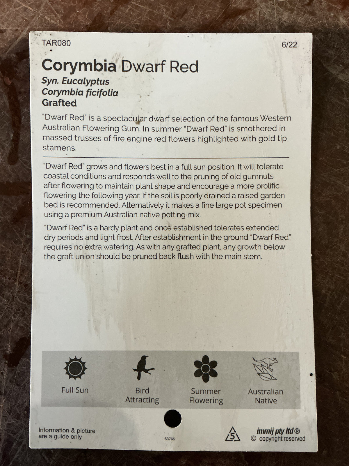 'Dwarf Red' Flowering Gum (Corymbia)
