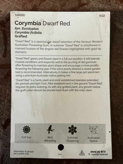 'Dwarf Red' Flowering Gum (Corymbia)