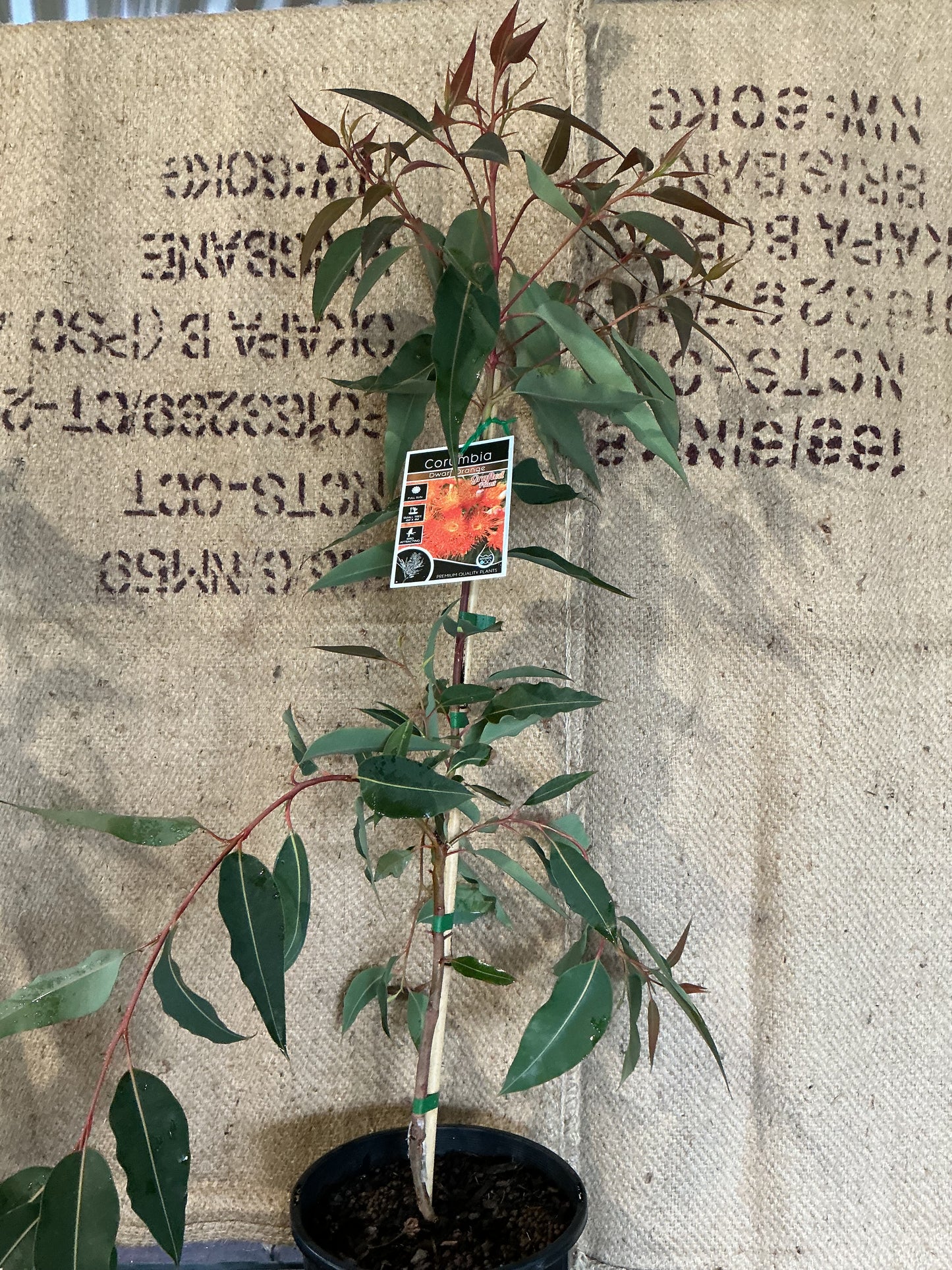 'Dwarf Orange' Flowering Gum (Corymbia)