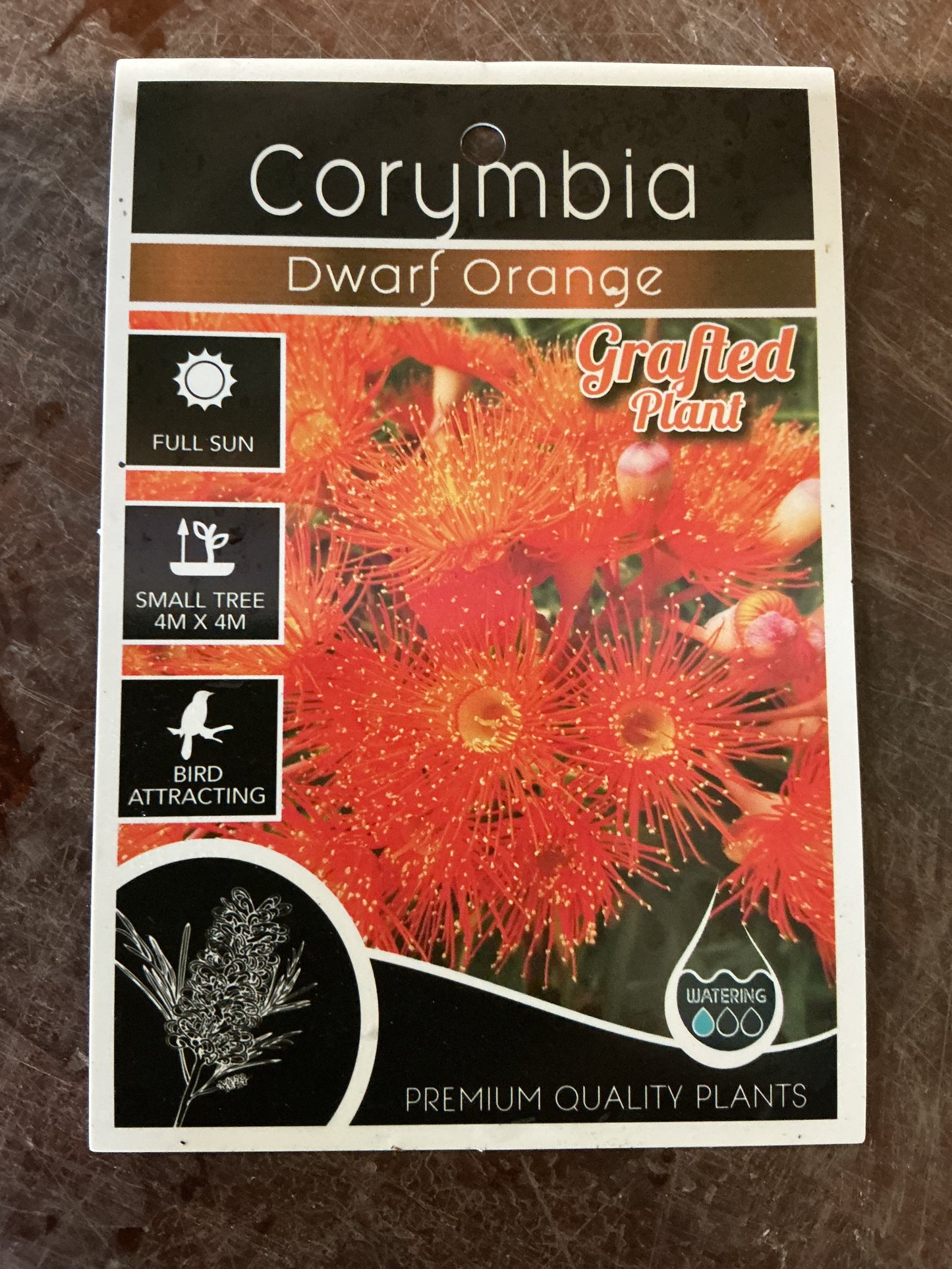'Dwarf Orange' Flowering Gum (Corymbia)