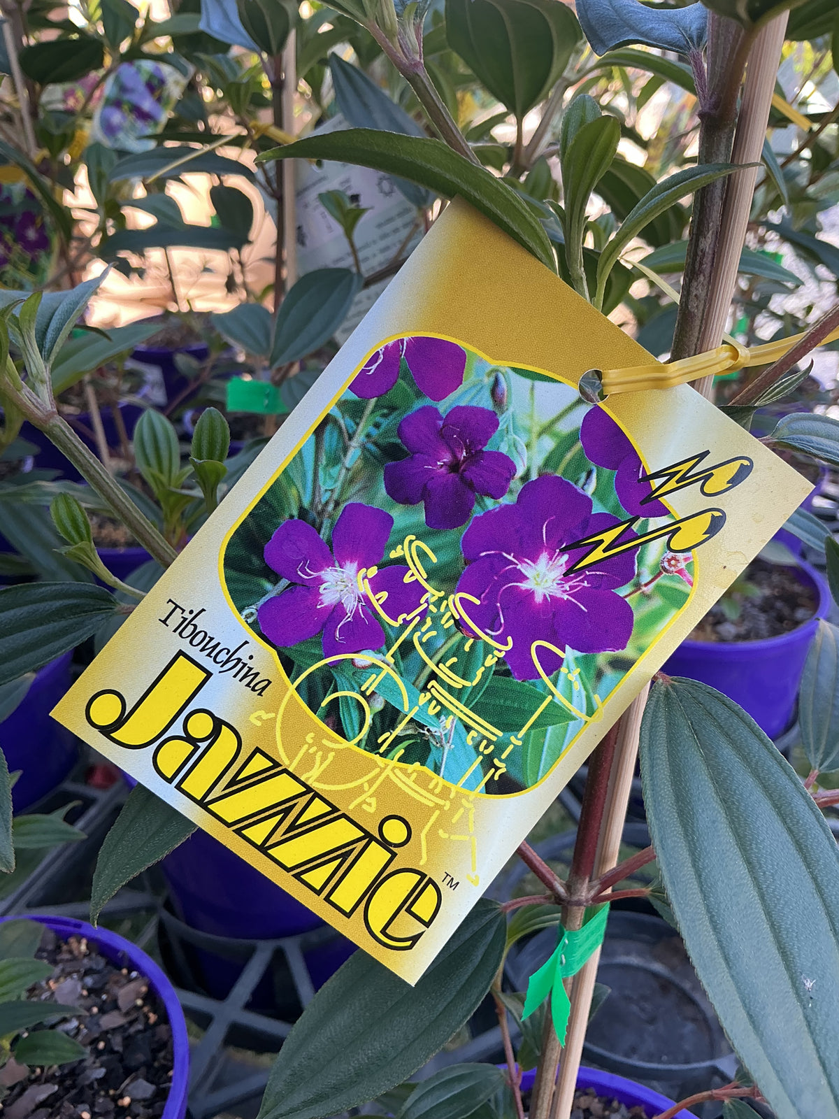 Tibouchina ‘Jazzie’