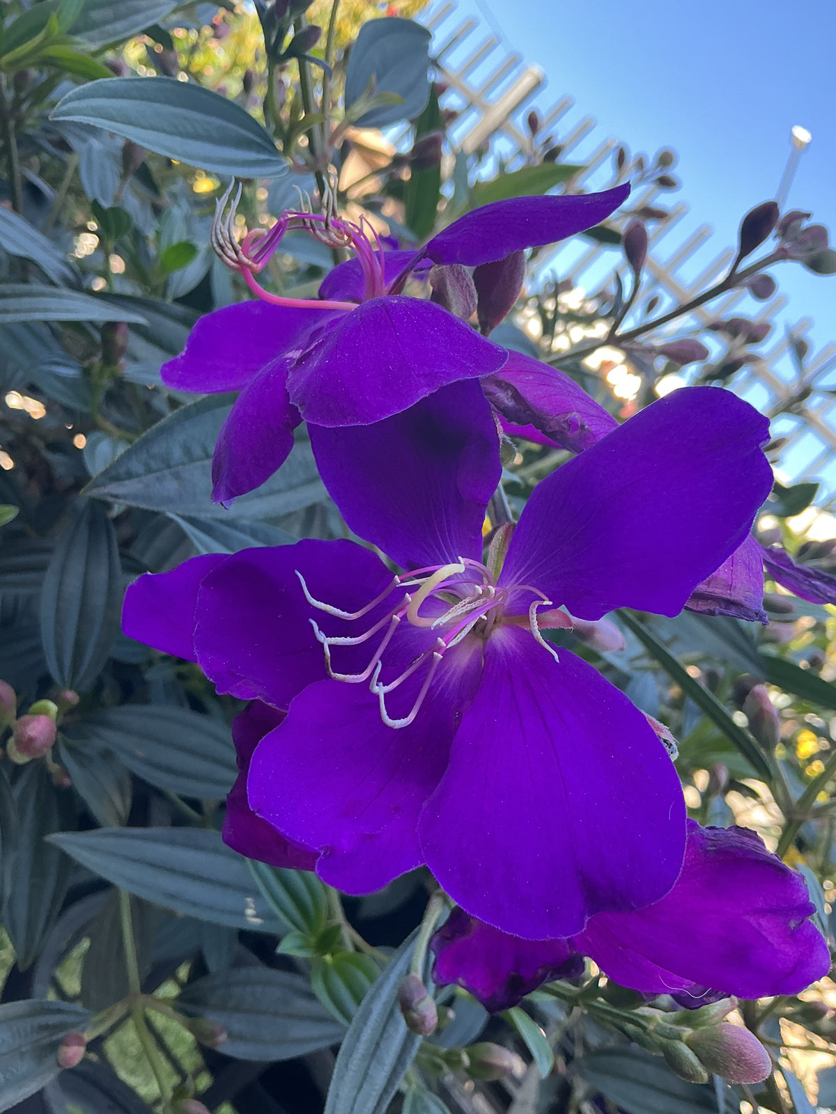 Tibouchina ‘Jazzie’
