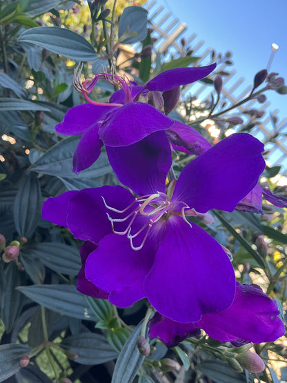 Tibouchina ‘Jazzie’