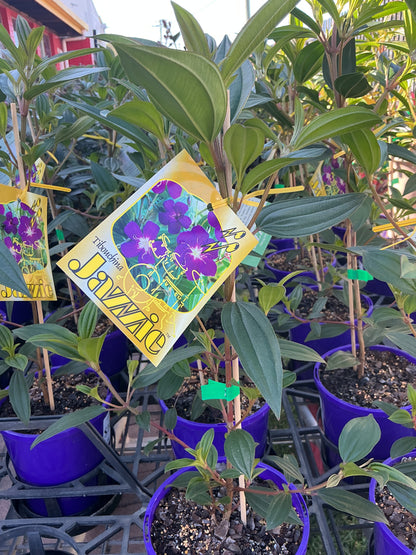 Tibouchina ‘Jazzie’