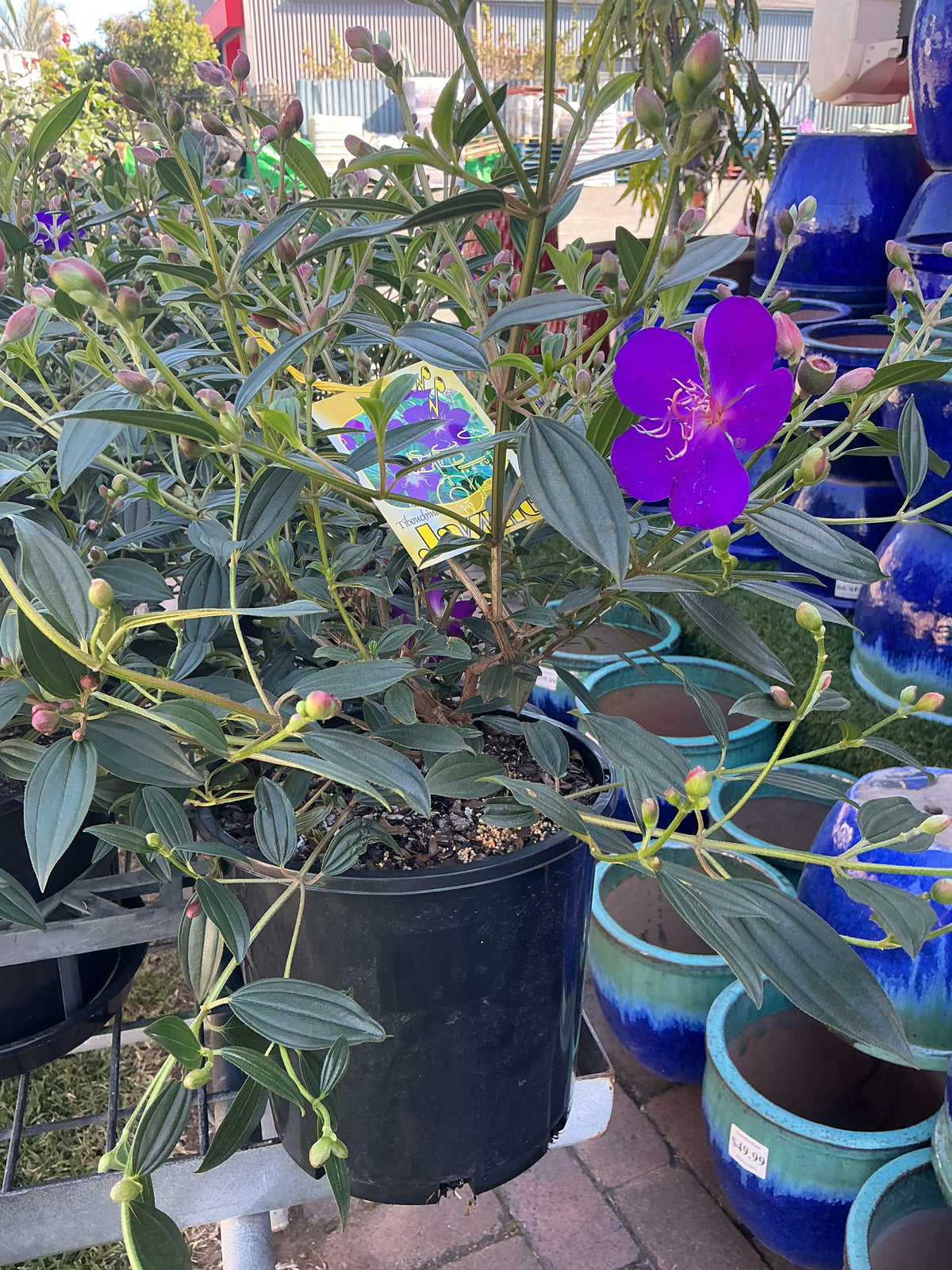 Tibouchina ‘Jazzie’