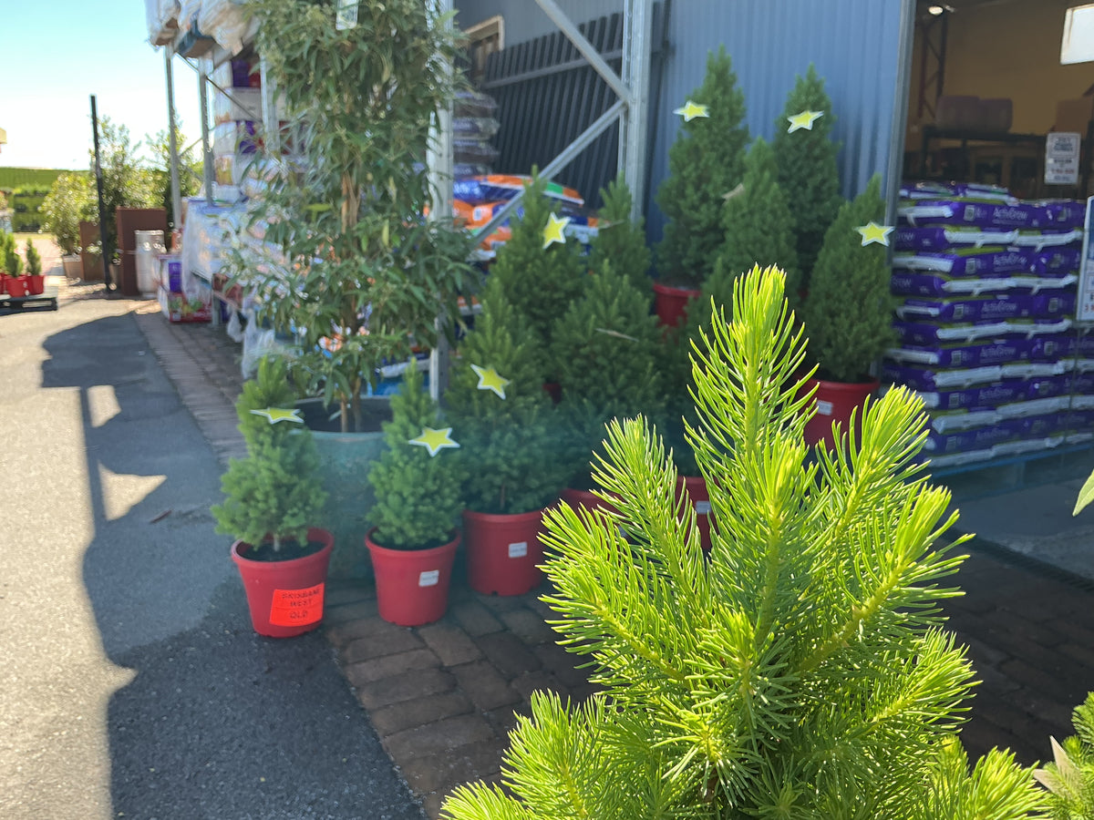 Christmas Trees (Picea glauca)