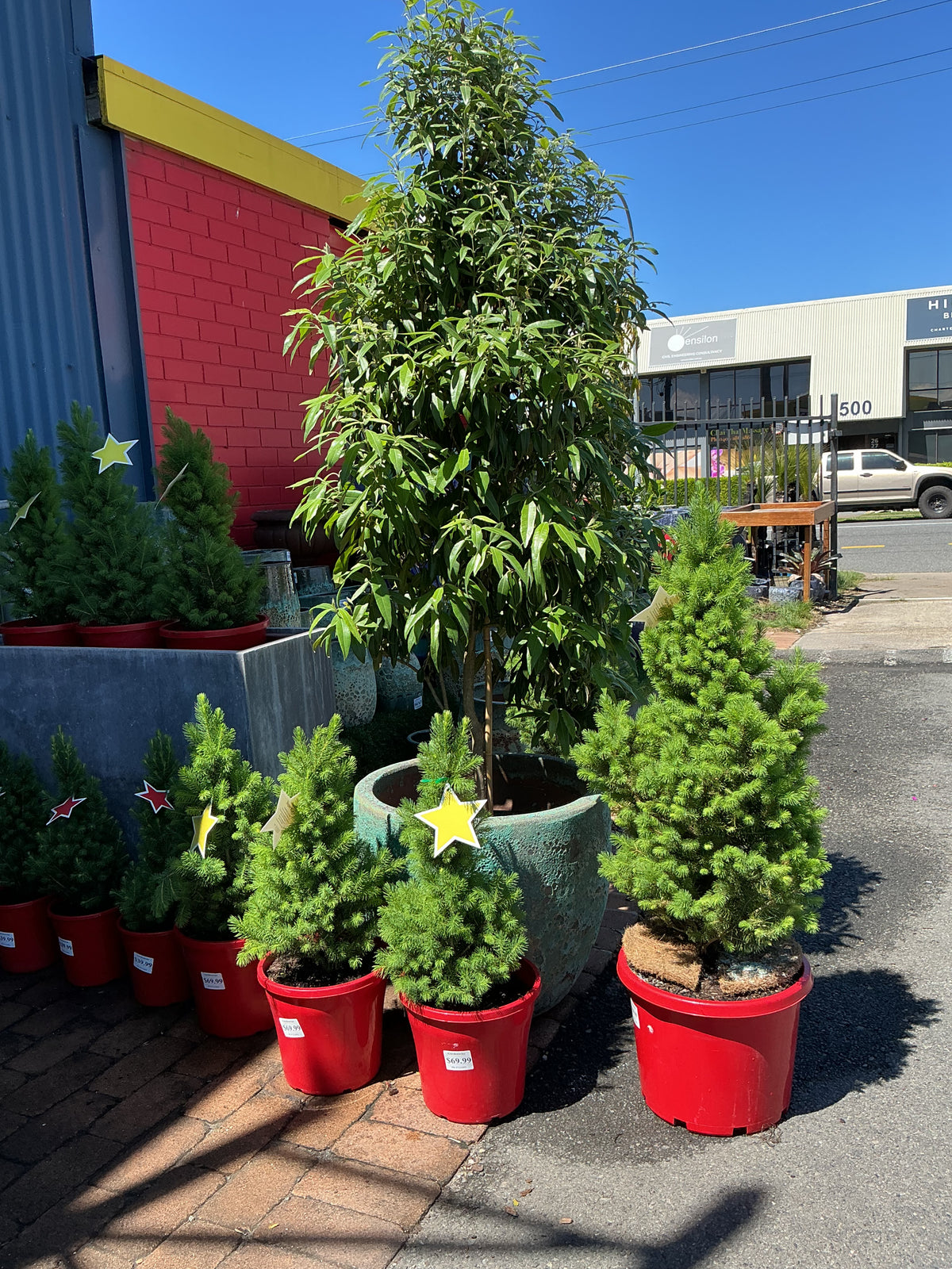 Christmas Trees (Picea glauca)