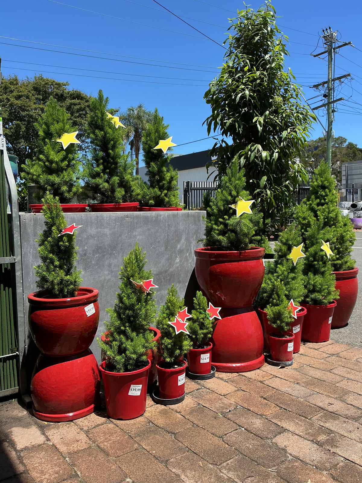 Christmas Trees (Picea glauca)