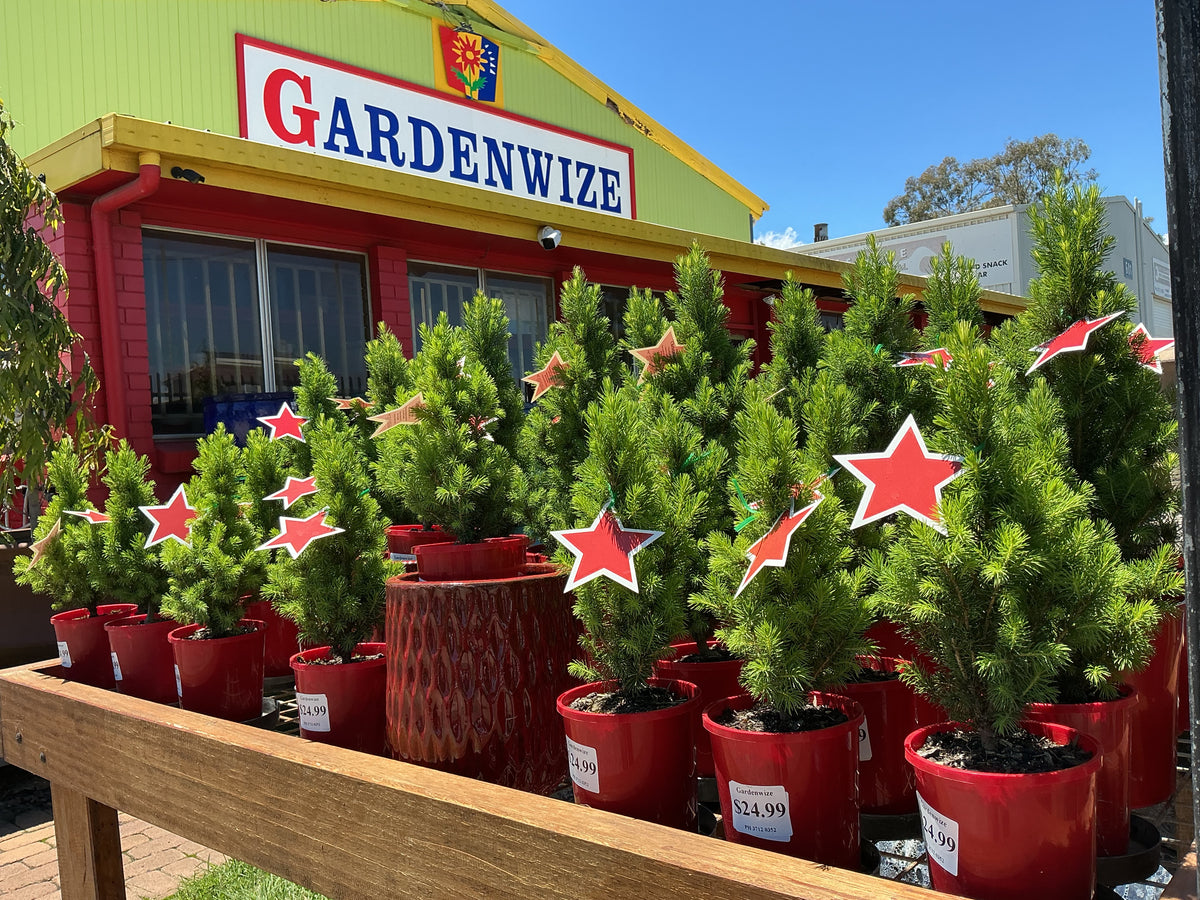 Christmas Trees (Picea glauca)