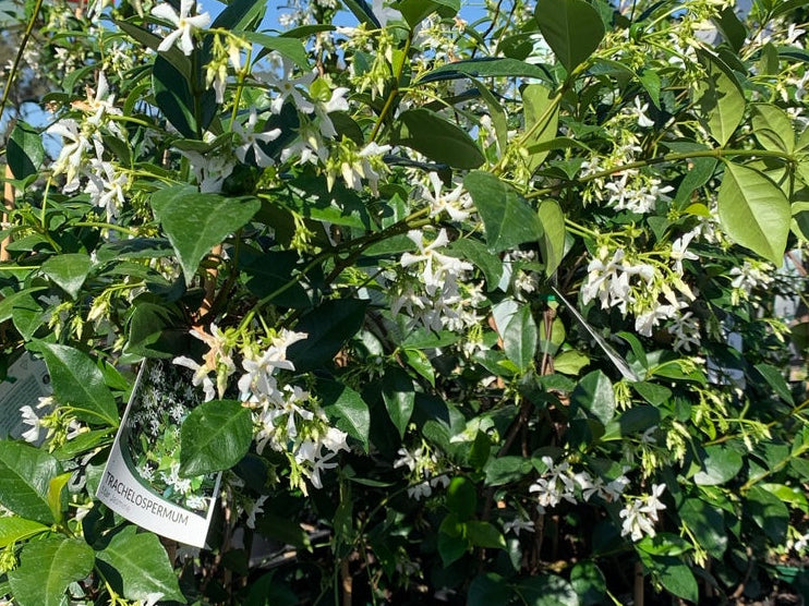 Star Jasmine