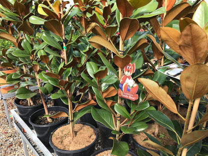 Magnolia 'Teddy Bear'