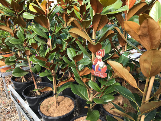 Magnolia 'Teddy Bear'