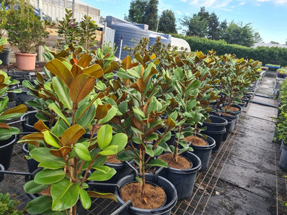 Magnolia 'Teddy Bear'