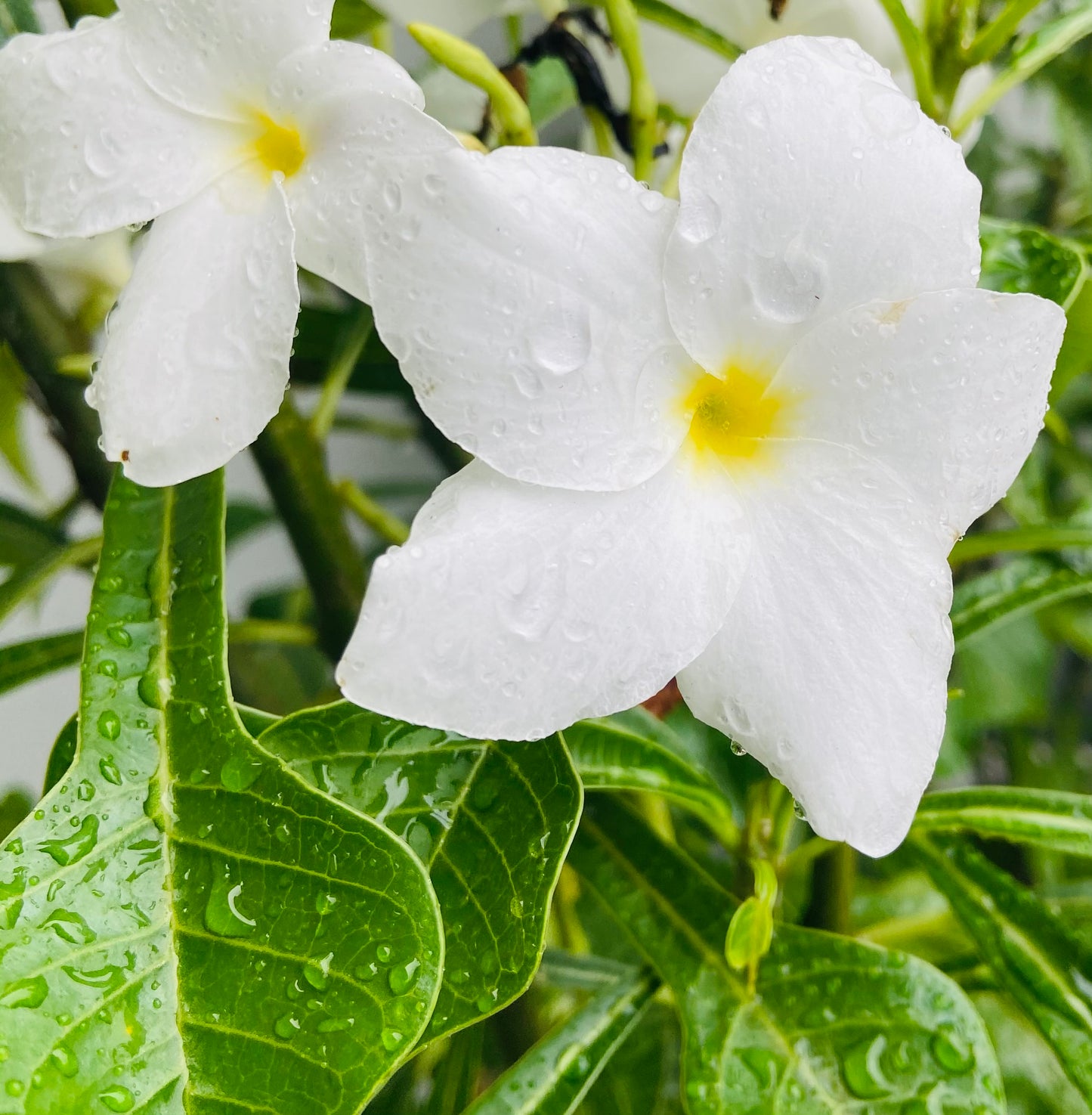 Evergreen Frangipani (Plumeria pudica)