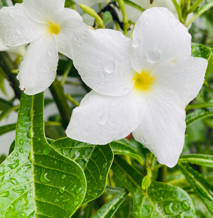 Evergreen Frangipani (Plumeria pudica)