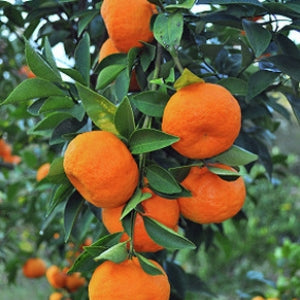 Mandarin 'Emperor' image 0