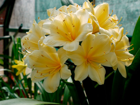 Clivia  Miniata 'Cream Form' image 0