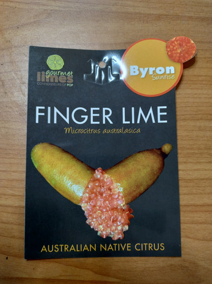 Finger Lime Byron Sunrise 140mm image 1