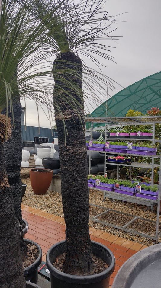 Grass Tree 145cm Tall image 0