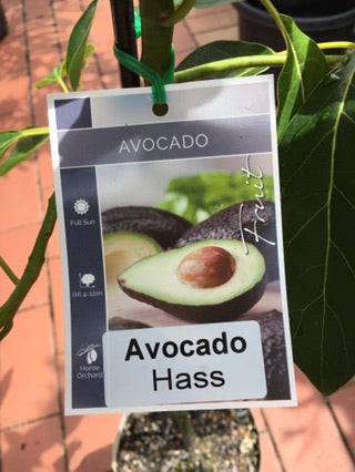 Avocado Hass image 0