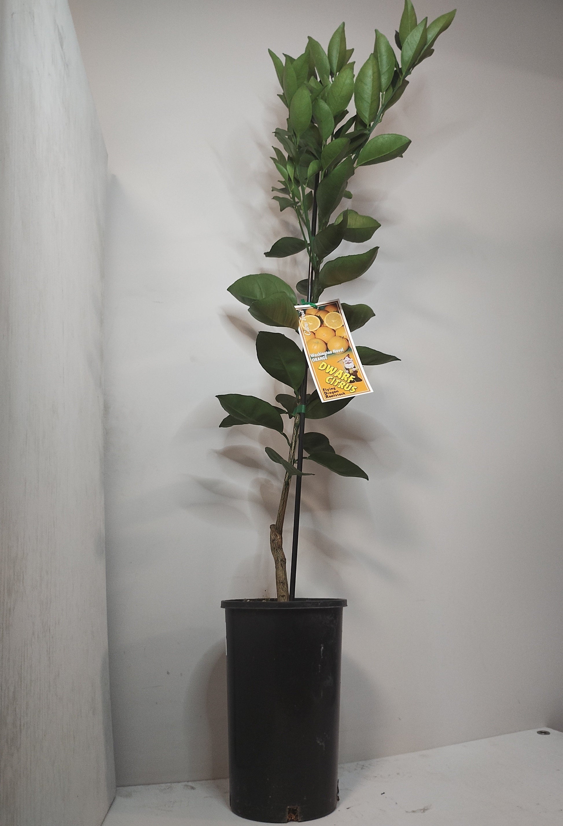 Dwarf Washington Navel Orange image 0