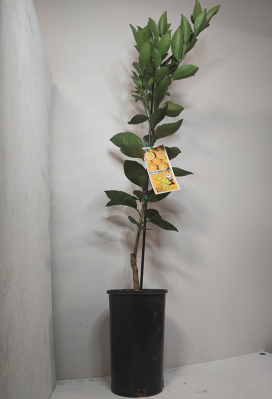 Dwarf Washington Navel Orange image 0