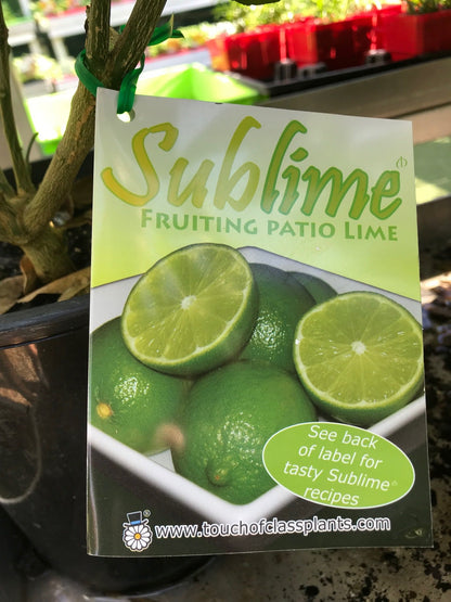 Lime (Sublime) image 2