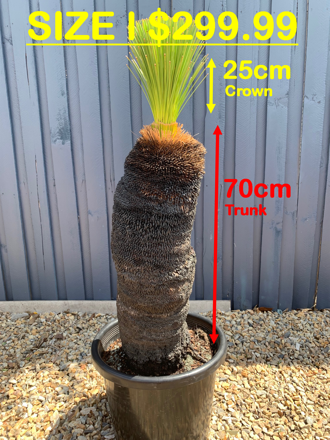 Grass Trees - I image