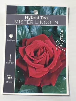 Rose Mister Lincoln image 0