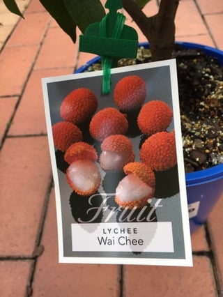 Lychee Wai Chee image 0