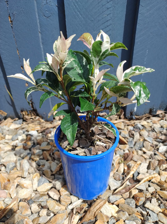 'Variegated Star Jasmine' Jasmine Tricolour image 0
