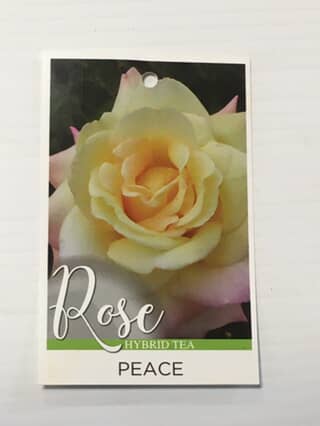 Rose Peace image 0