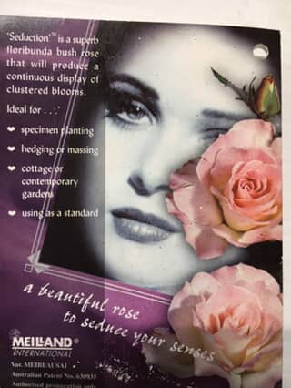 Rose Seduction image 3