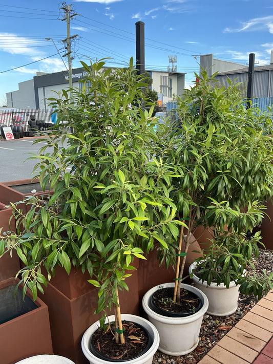 Backhousia citriodora 'Lemon Myrtle'