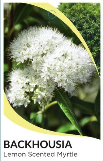 Backhousia citriodora 'Lemon Myrtle'