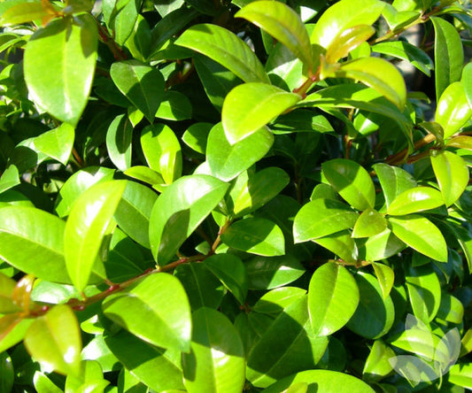 Lillypilly Resilience image 0