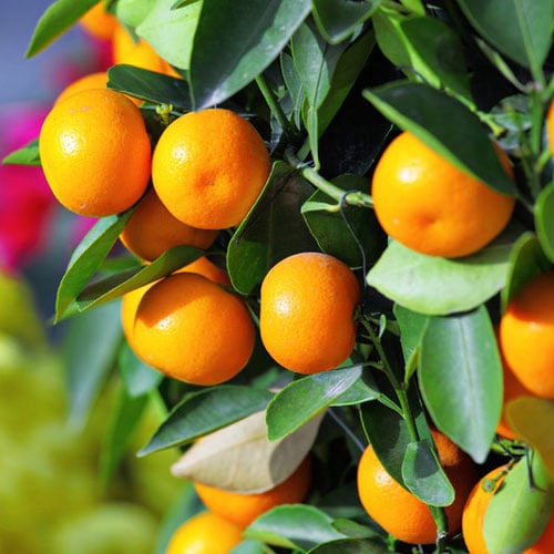 Marumi Cumquat image 0