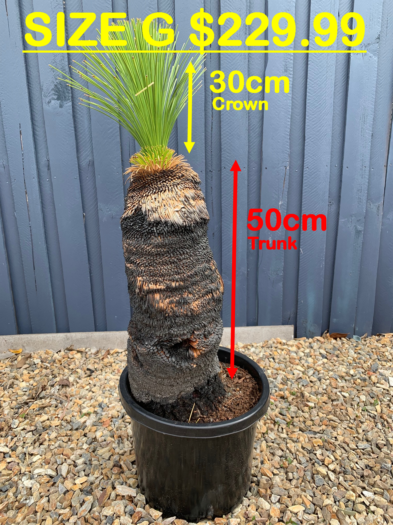 Grass Trees - G image