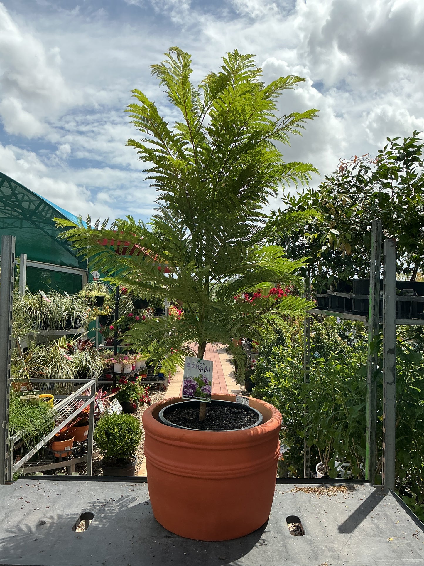Bonsai Blue Jacaranda (Jacaranda mimosifolia)