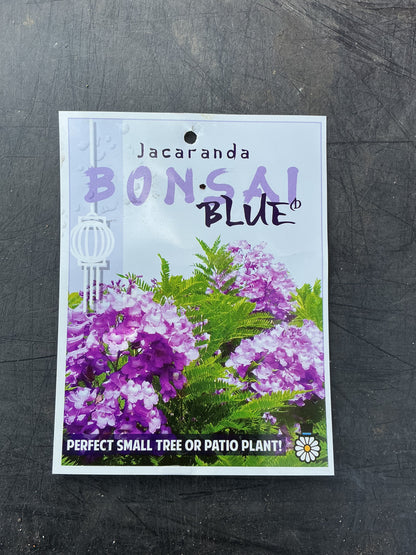 Bonsai Blue Jacaranda (Jacaranda mimosifolia)