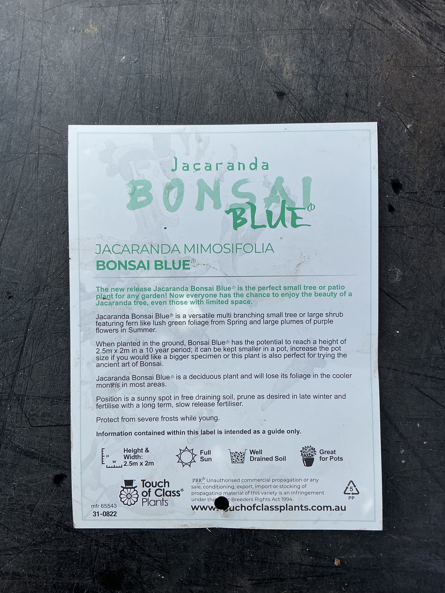 Bonsai Blue Jacaranda (Jacaranda mimosifolia)