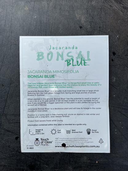 Bonsai Blue Jacaranda (Jacaranda mimosifolia)