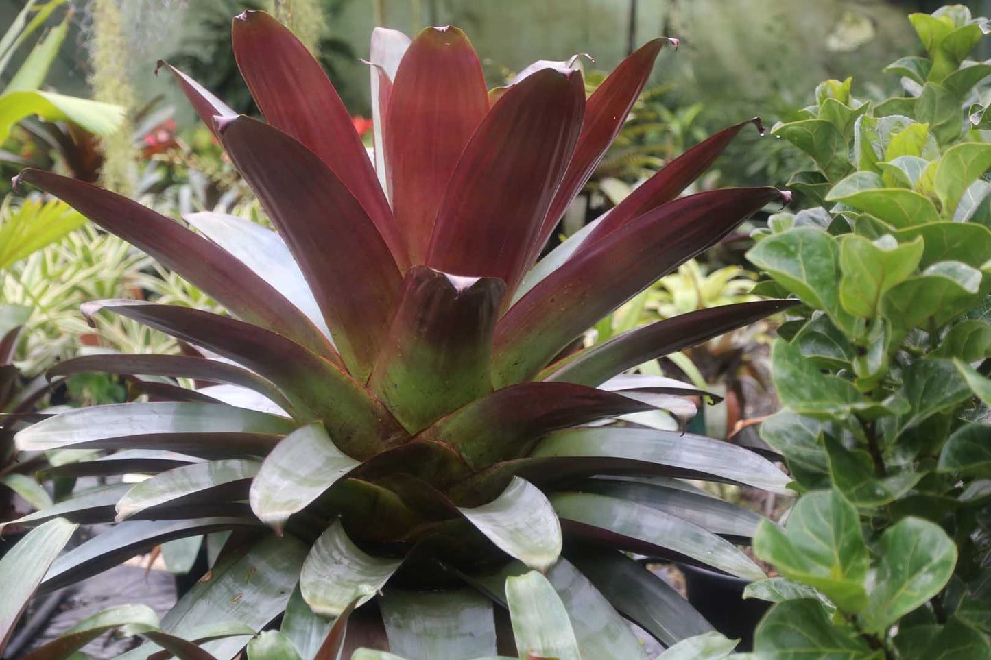 Bromeliad Alcantarea 'Silver Plum' 140mm