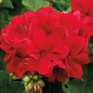 Geranium (Big Red) image 0