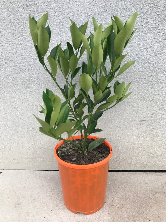 Marumi Cumquat image 1