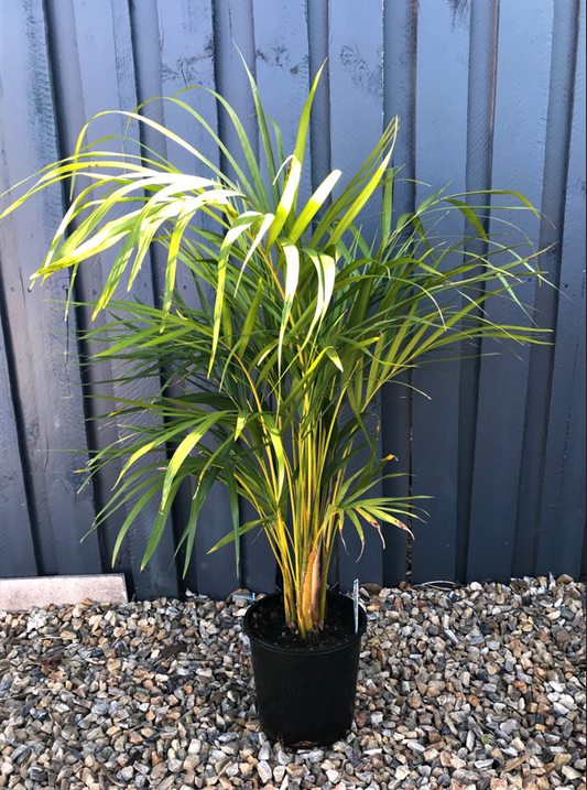 Golden Cane Palms image 0