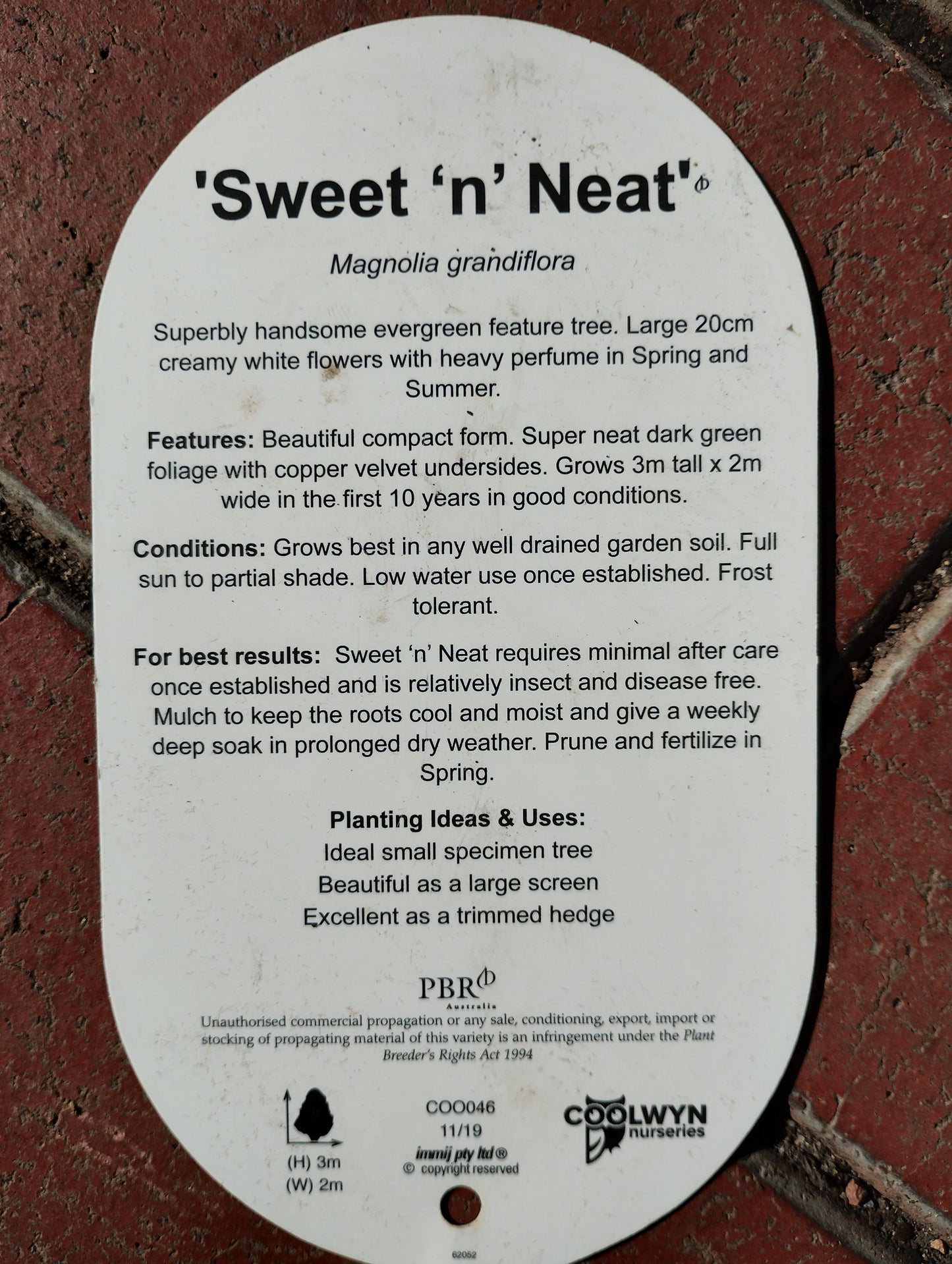 Magnolia Sweet 'n' Neat image 2